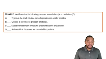 Intro to Metabolism Examples 1