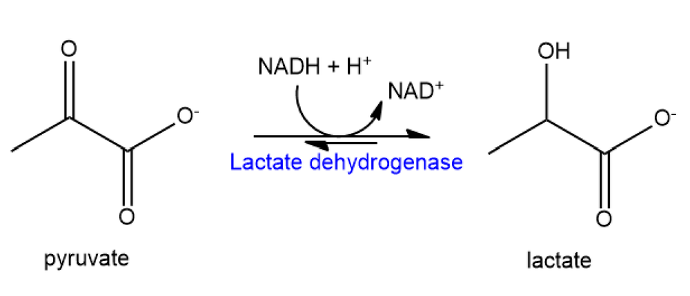 Chemical structures of pyruvate and lactate with lactate dehydrogenase enzyme reaction.