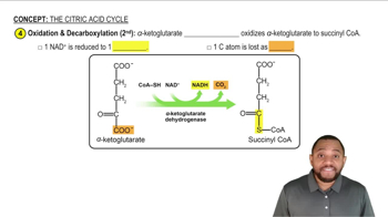 Phase B - Succinyl CoA Formation Concept 6