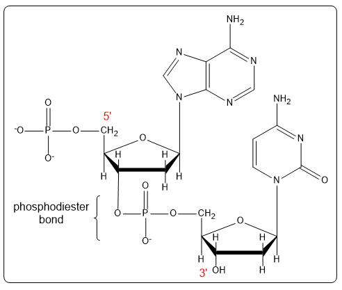 Dinucleotide CT structure with labeled 5' and 3' ends and phosphodiester bond.