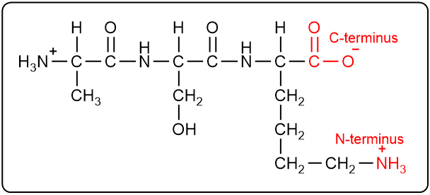 Peptide structure with N-terminus and C-terminus marked in red.