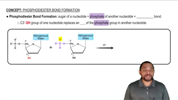 Phosphodiester Bond Formation Concept 1