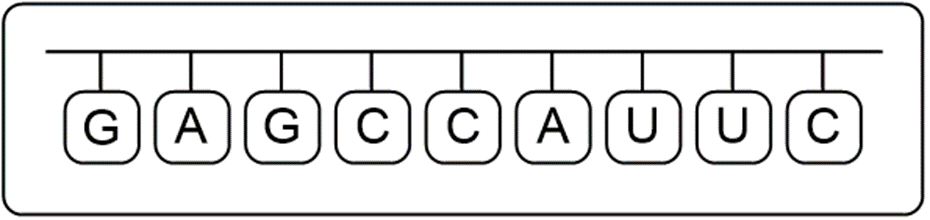 mRNA sequence resulting from the new DNA strand after mutation.