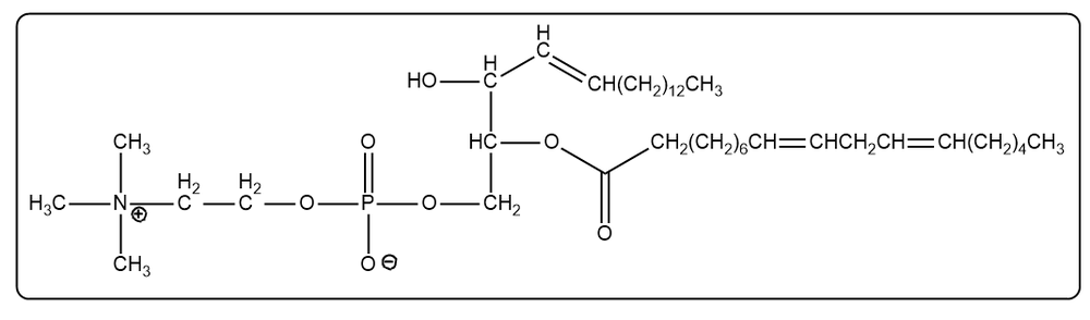 Chemical structure of sphingomyelin with linoleic acid, highlighting inaccuracies in the hydrophobic tail.