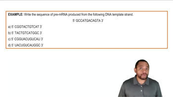 Transcription: mRNA Synthesis Example 1