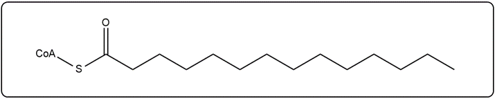 Activated myristic acid (14:0) structure with CoA and a thioester bond for β-oxidation.