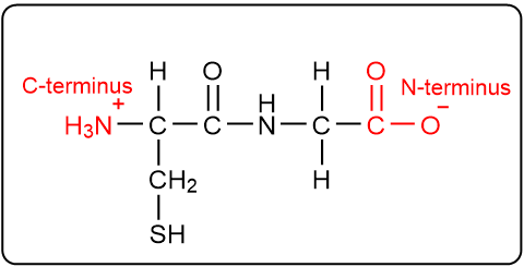 Peptide structure with C-terminus and N-terminus highlighted in red.