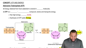 Adenosine Triphosphate (ATP) Concept 2