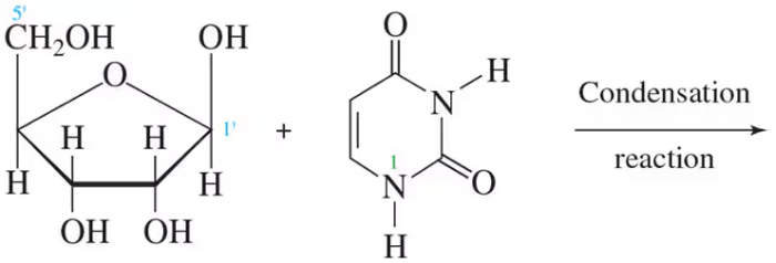 Chemical structures of a sugar and a nitrogenous base illustrating a condensation reaction with an arrow indicating the process.