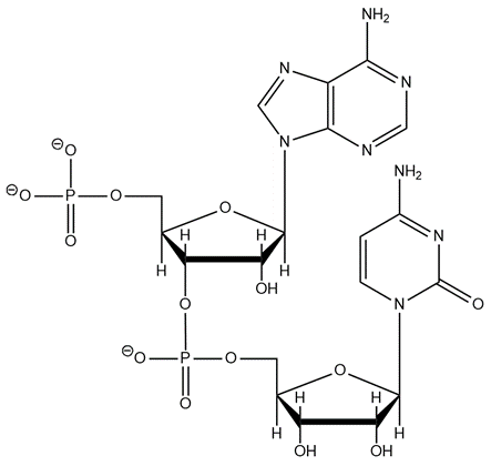 Illustration of dinucleotide AC in RNA, with emphasis on molecular structure.