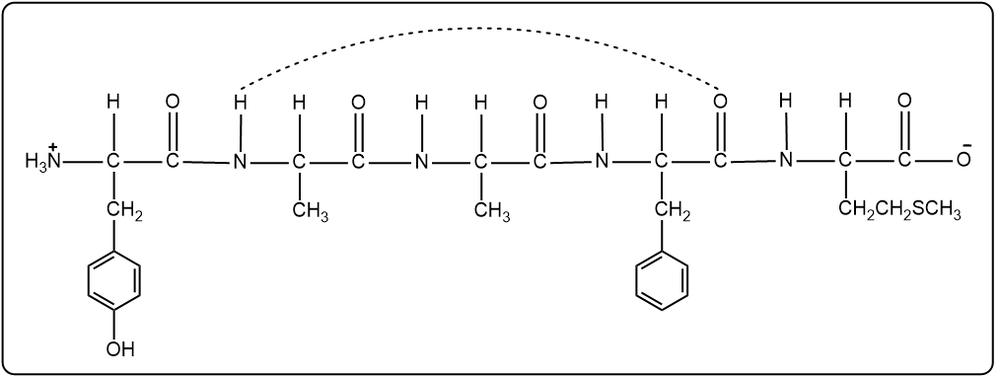 Linear structure of pentapeptide Tyr-Gly-Gly-Phe-Met with hydrogen bonds for α-helix stabilization.