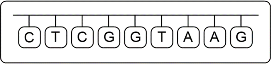 New DNA strand showing the point mutation where thymine is replaced by cytosine.