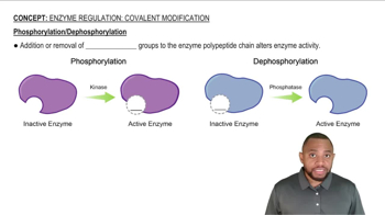 Phosphorylation/Dephosphorylation Concept 2