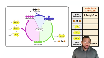 Citric Acid Cycle Summary Concept 13