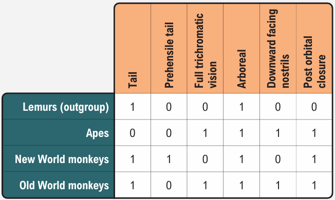 Character matrix table showing traits of lemurs, apes, New World monkeys, and Old World monkeys with binary values for six traits.