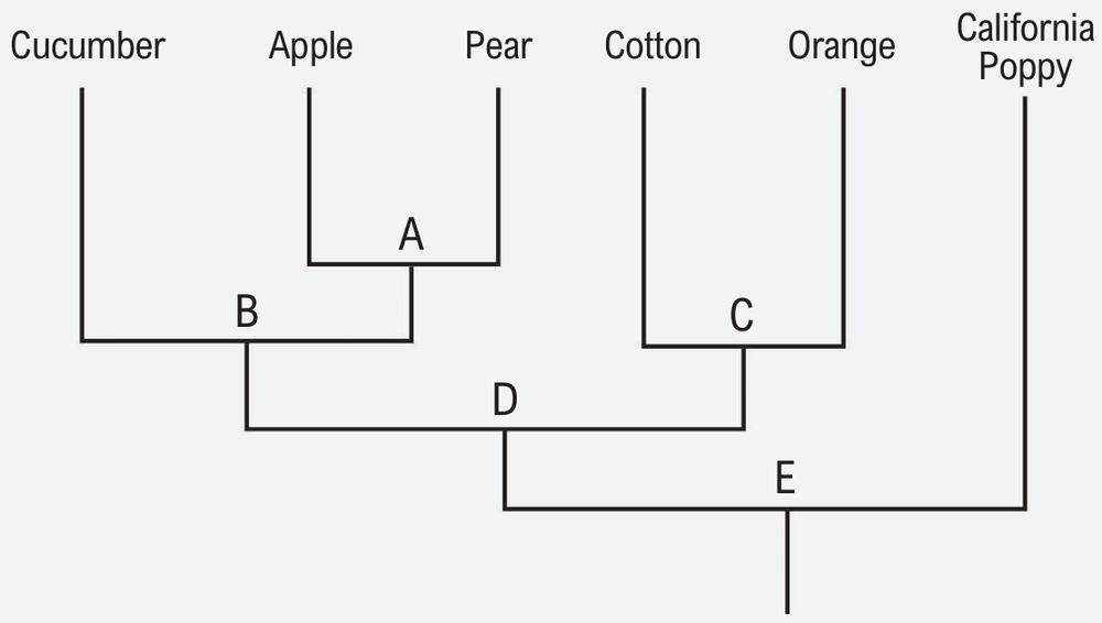Simplified phylogenetic tree showing relationships among cucumber, apple, pear, cotton, orange, and California poppy with labeled nodes A to E.