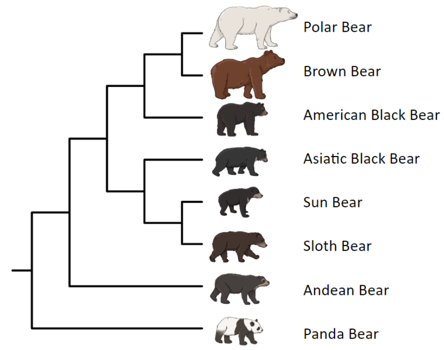 Phylogenetic tree showing evolutionary relationships among eight bear species with labeled illustrations.