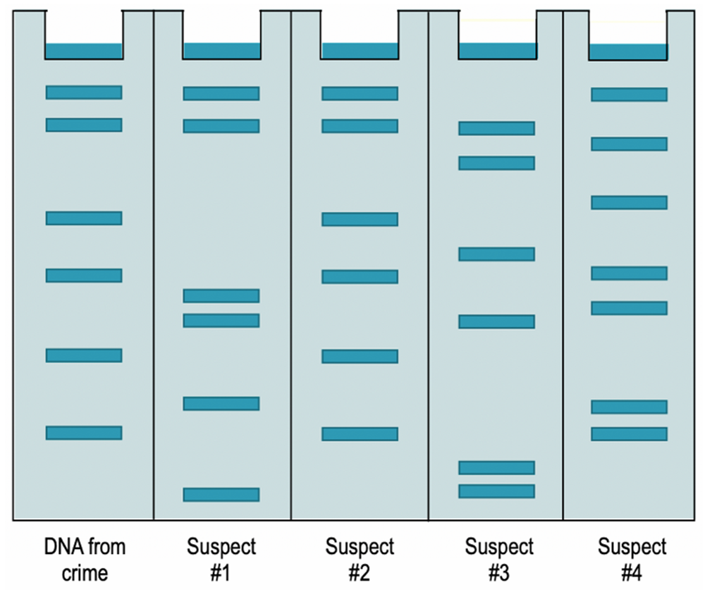 Gel electrophoresis image comparing DNA bands from a crime scene sample and four suspects to identify a match.