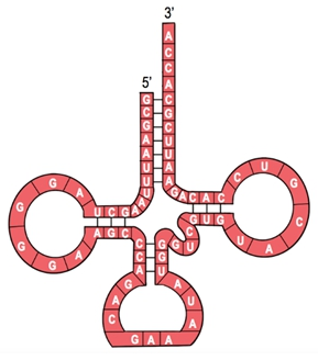 Diagram of a tRNA molecule showing its 3′ end extending beyond the 5′ end with labeled nucleotide bases.