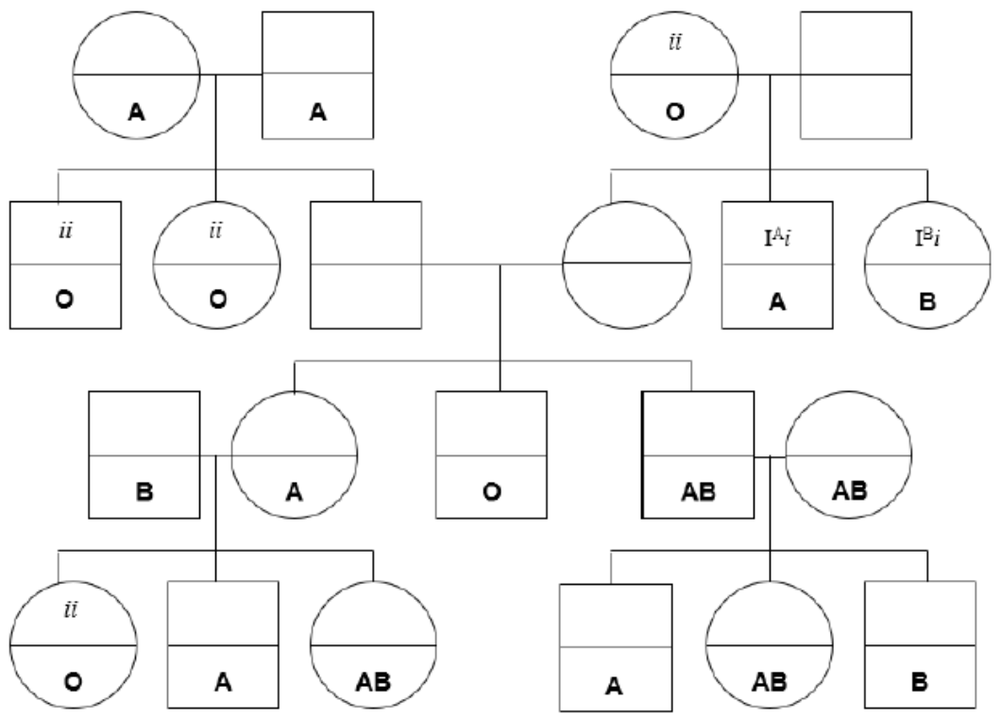 Pedigree chart showing ABO blood types with genotypes on top and phenotypes on bottom of each symbol, some alleles unknown.