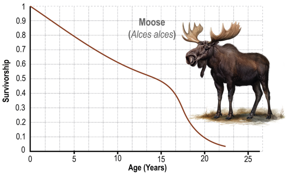 Survivorship curve for moose showing a decline from 1 at birth to near 0.05 survivorship by age 22 years.