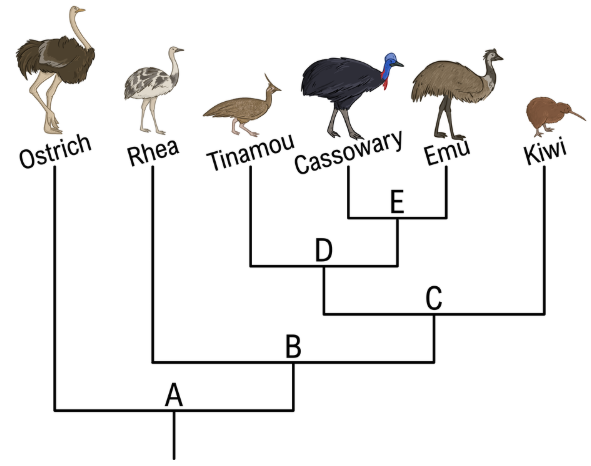 Phylogenetic tree showing relationships among six bird species with nodes labeled A to E for common ancestors.