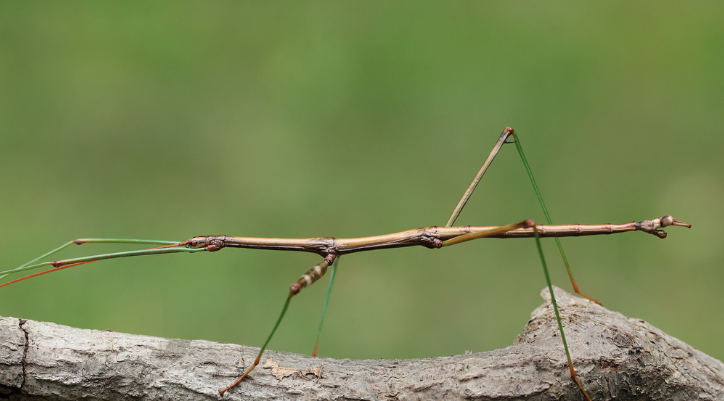 Stick insect blending with a branch by changing its color and shape for camouflage.
