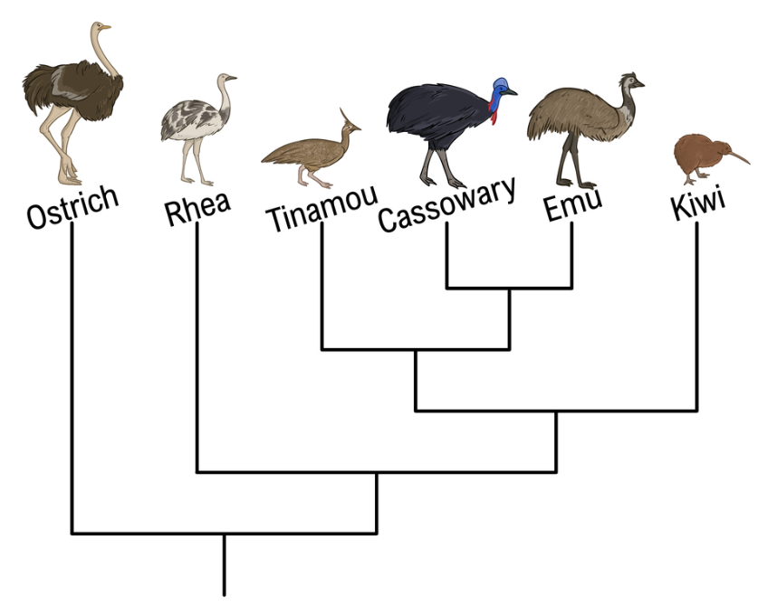 Phylogenetic tree showing evolutionary relationships among six flightless bird species with labeled illustrations.