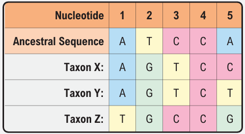 Table showing ancestral and taxa DNA sequences for five nucleotides, highlighting differences to identify informative nucleotide.