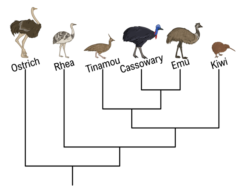 Phylogenetic tree showing relationships among six bird species, highlighting the tinamou's most distant relative.