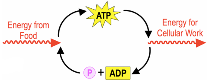 Diagram showing the ATP cycle converting energy from food into cellular work through ATP and ADP with phosphate.
