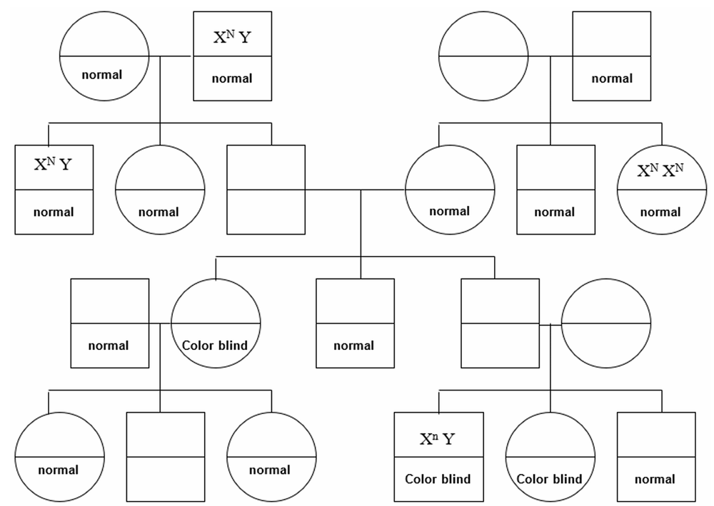 Pedigree chart showing X-linked recessive color blindness with genotypes on top and phenotypes below in squares and circles.