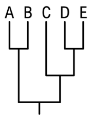 Phylogenetic tree diagram showing evolutionary relationships among five labeled groups: A, B, C, D, and E.