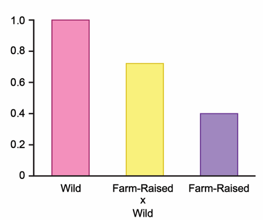 Bar graph showing fitness values: Wild fish highest at 1.0, farm-raised crossed with wild at 0.72, farm-raised lowest at 0.4.