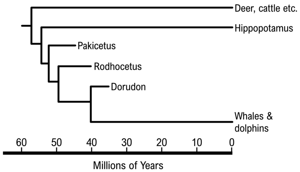 Phylogenetic tree showing evolutionary relationships and branch lengths of Pakicetus, Rodhocetus, Dorudon, and related species over 60 million years.