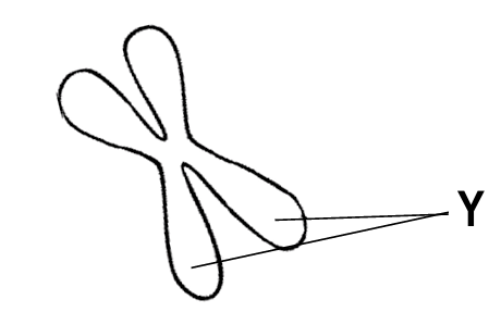 Diagram of a chromosome with the labeled structures Y indicating the chromatids.