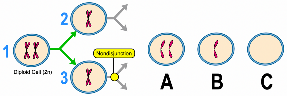 Diagram showing meiosis with nondisjunction in anaphase II of cell 3 and possible resulting gametes A, B, and C.