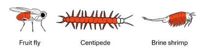 Illustrations of fruit fly, centipede, and brine shrimp showing red-highlighted tissues expressing Ubx and abd-A genes.
