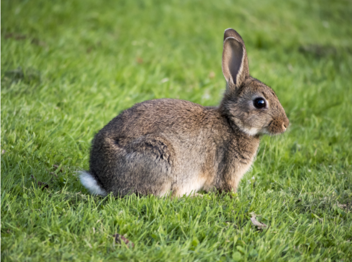 A brown rabbit sitting on green grass, illustrating a population ecology example involving birth, death, immigration, and emigration.