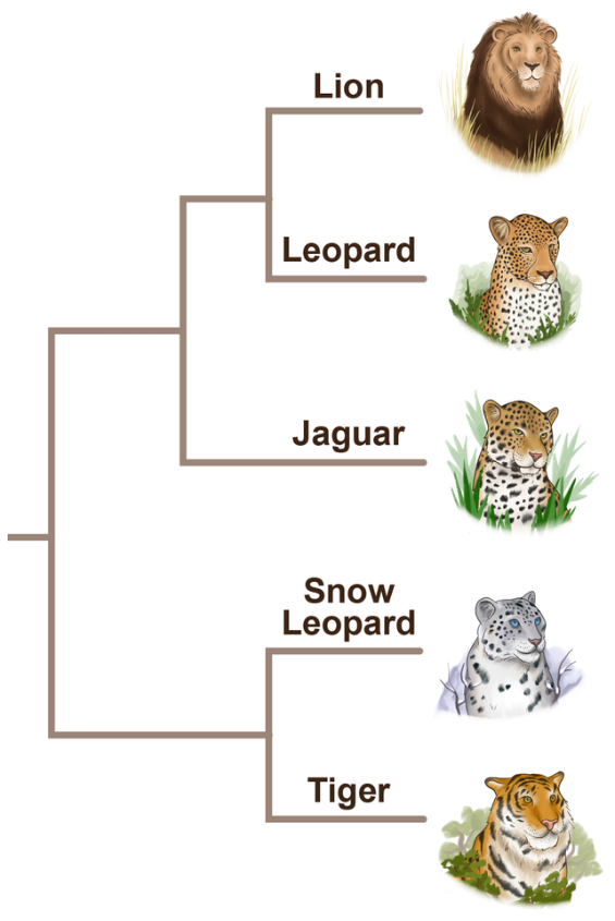 Phylogenetic tree showing relationships among lion, leopard, jaguar, snow leopard, and tiger with corresponding illustrations.