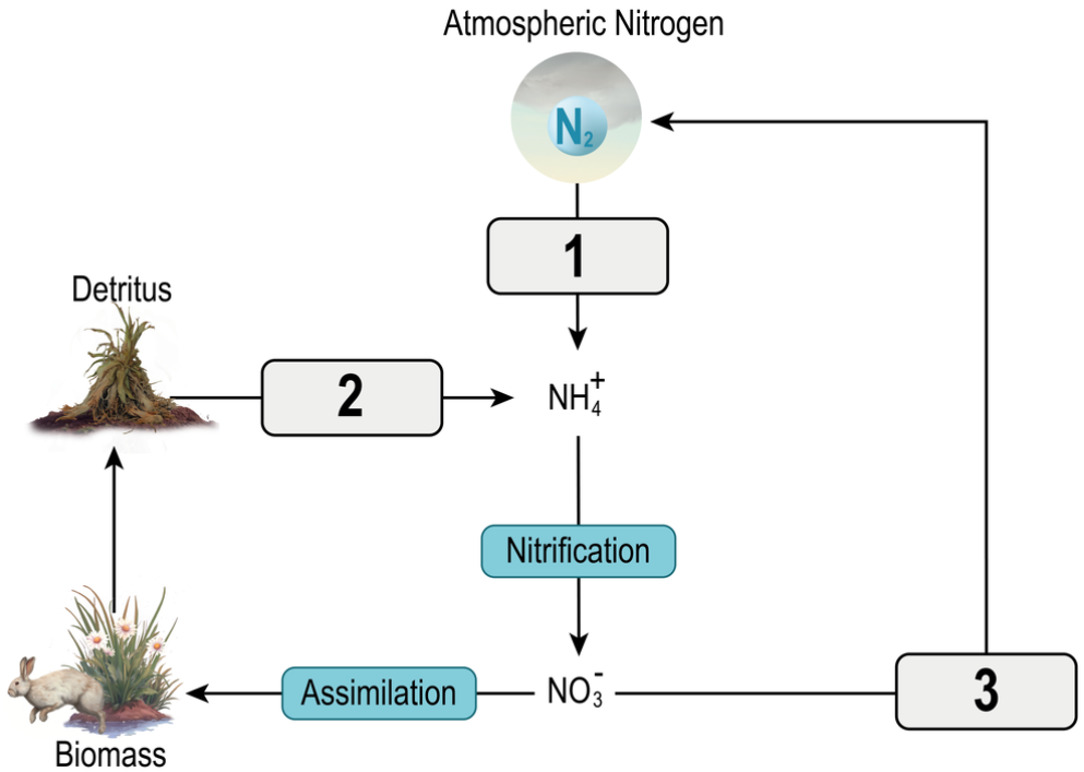 Diagram showing nitrogen cycle steps with atmospheric nitrogen, ammonium, nitrification, nitrate, assimilation, biomass, detritus, and three labeled blanks.