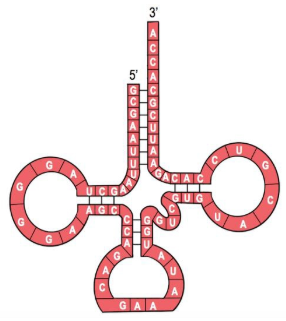 Diagram of a tRNA molecule showing nucleotide sequences and folded loops maintained by hydrogen bonds.
