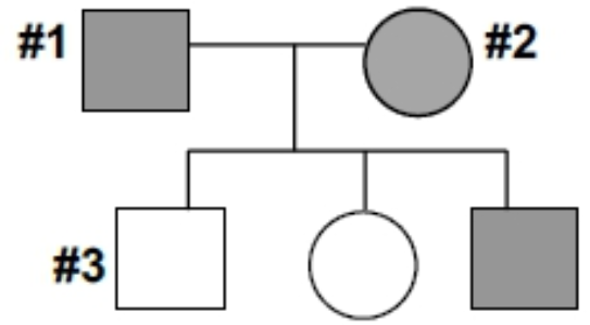 Pedigree chart showing inheritance with shaded squares and circles labeled #1, #2, and #3 for genotype analysis.