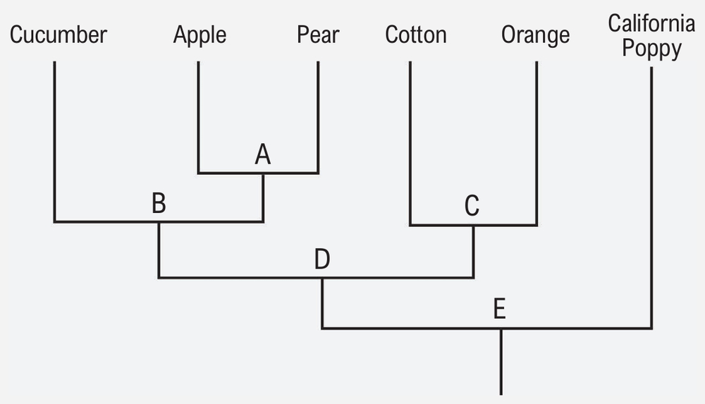 Simplified phylogenetic tree showing relationships among cucumber, apple, pear, cotton, orange, and California poppy.