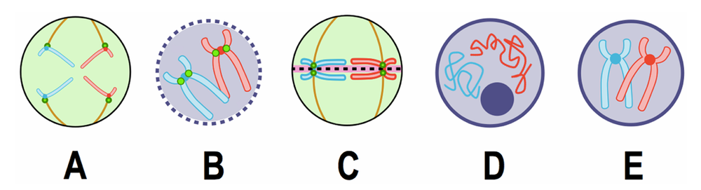 Five circular diagrams labeled A to E show chromosomes in different mitosis phases; one depicts newly formed nuclei at telophase.