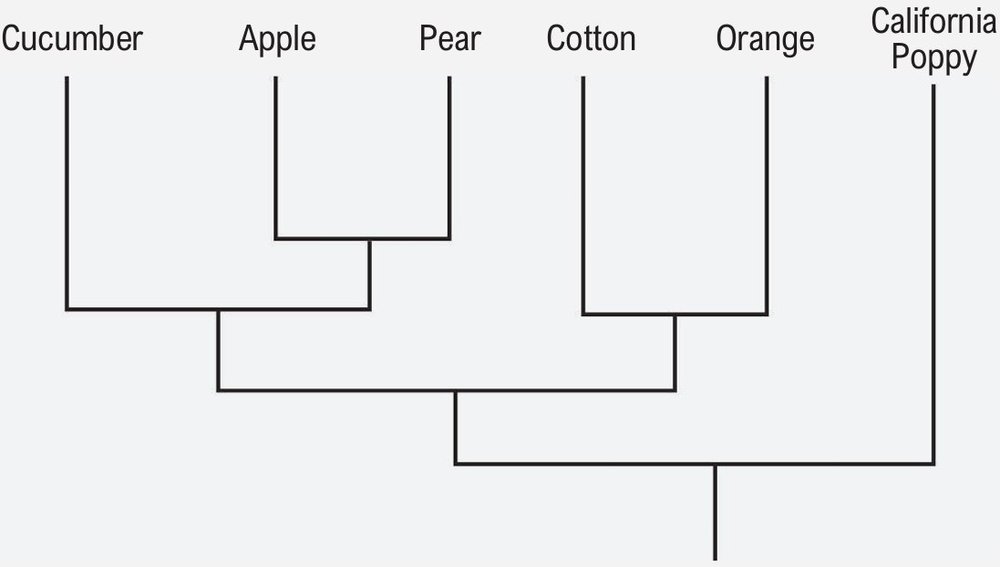 Simplified phylogenetic tree showing relationships among cucumber, apple, pear, cotton, orange, and California poppy.
