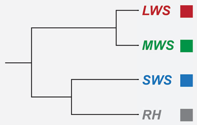 Gene tree showing evolutionary relationships of human opsin genes: LWS (red), MWS (green), SWS (blue), and RH (gray).