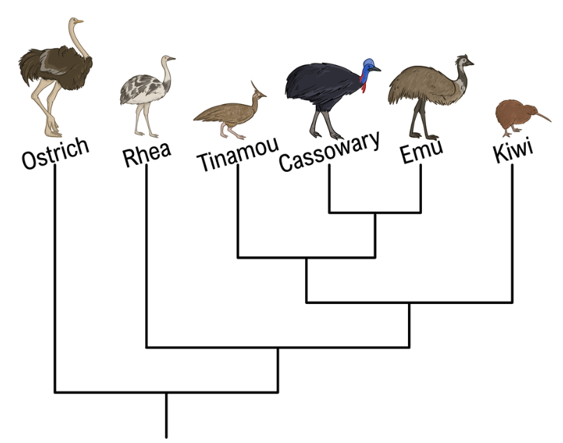 Phylogenetic tree showing relationships among six bird species, highlighting the closest relative to the tinamou.