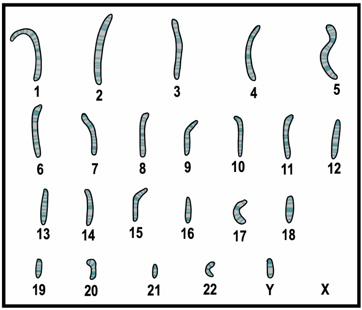 Diagram of a human karyotype showing 22 pairs of numbered chromosomes and the sex chromosomes X and Y.