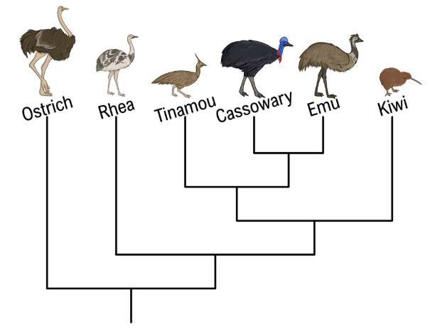Phylogenetic tree showing evolutionary relationships among six bird species: Ostrich, Rhea, Tinamou, Cassowary, Emu, and Kiwi.